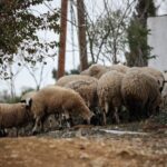 ΥΠΑΑΤ: Νέες πληρωμές σε Περιφέρειες και κτηνοτρόφους για τα θανατωθέντα ζώα