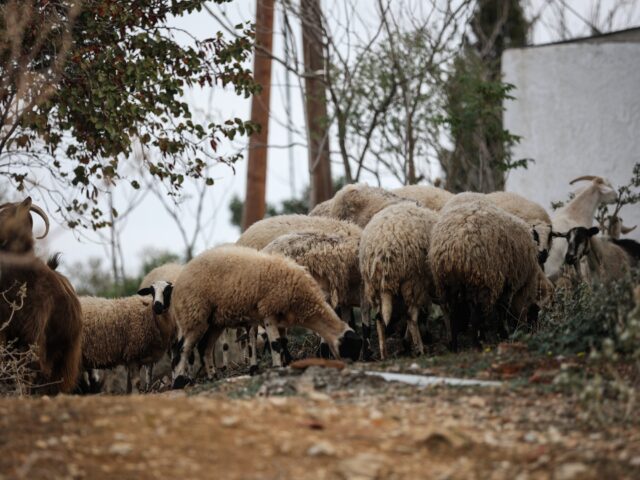 Καθολικό lockdown στα κτηνοτροφικά προϊόντα της Λέσβου έπειτα από κρούσμα αφθώδους πυρετού
