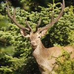 WWF: Οικολογικοί διάδρομοι για την εξάπλωση του κόκκινου ελαφιού