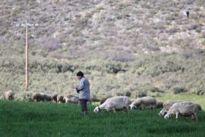 ΥΠΑΑΤ: Νέες αποζημιώσεις σε κτηνοτρόφους για την ευλογιά των αιγοπροβάτων