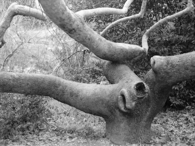 35 σύγχρονες ελληνίδες φωτογράφοι σε μία έκδοση