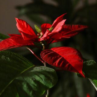 Σώσε το Αλεξανδρινό σου