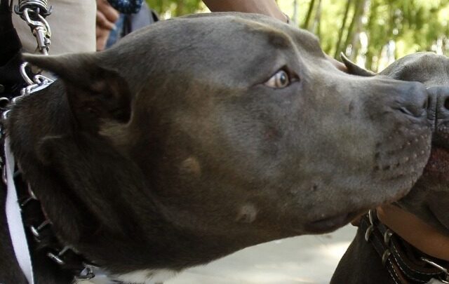 Ζάκυνθος: Συγκλονίζει ο θάνατος του 2χρονου από επίθεση πιτ μπουλ