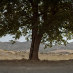 Η «Λύτρωση» του Emin Alper, ταινία με ελληνική συμπαραγωγή, στο Διαγωνιστικό Τμήμα της Berlinale