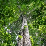 Κι όμως, υπάρχει μια χώρα που έχει καταφέρει να είναι πλήρως αυτάρκης σε τρόφιμα 