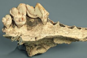 Οι σκύλοι ζουν μαζί με τους ανθρώπους εδώ και τουλάχιστον 14.200 χρόνια