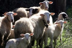 Στα 17 τα κρούσματα αφθώδους πυρετού στη Λέσβο – Επιβεβαιώθηκαν τέσσερα νέα περιστατικά