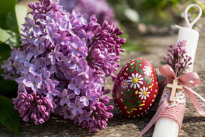 Πασχαλιά η ευωδιαστή