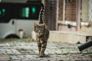 Η γάτα σου μεταφέρει πολλές περισσότερες ασθένειες από όσες νομίζεις