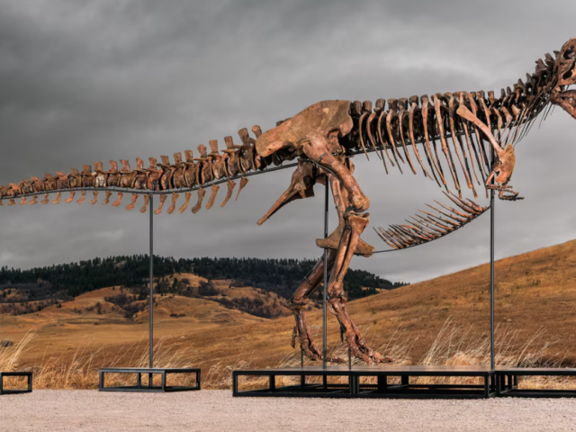 Ο Gus, ο T. rex των $30 εκατ. βγαίνει σε δημοπρασία και η νέα εξαφάνισή του ανησυχήσει ξανά τους επιστήμονες
