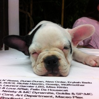 Πέντε χρόνια Six d.o.g.s σ’ ένα Poptape