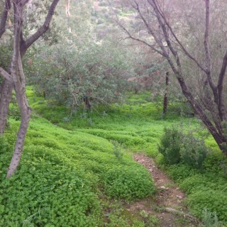 Σάββατο, 8 το πρωί, στο λόφο του Φιλοπάππου