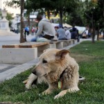 Αθηναίοι και Κρητικοί πρωταθλητές στον βασανισμό ζώων τα δύο τελευταία χρόνια