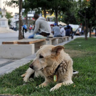 Αθηναίοι και Κρητικοί πρωταθλητές στον βασανισμό ζώων τα δύο τελευταία χρόνια