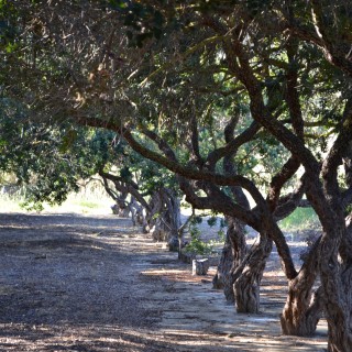 Η Χίος αποκτά ένα φεστιβάλ για το δέντρο-ορόσημό της