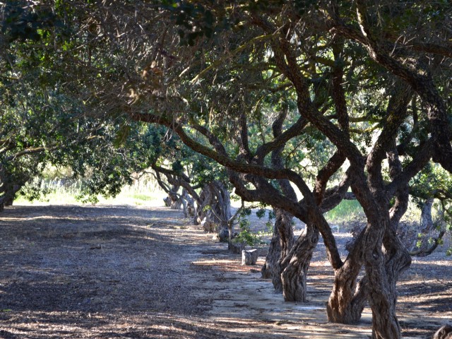 Η Χίος αποκτά ένα φεστιβάλ για το δέντρο-ορόσημό της