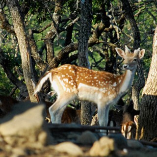 Υπάρχει ένα μέρος στη Βόρεια Ελλάδα όπου μπορείς να χαϊδέψεις ελάφια