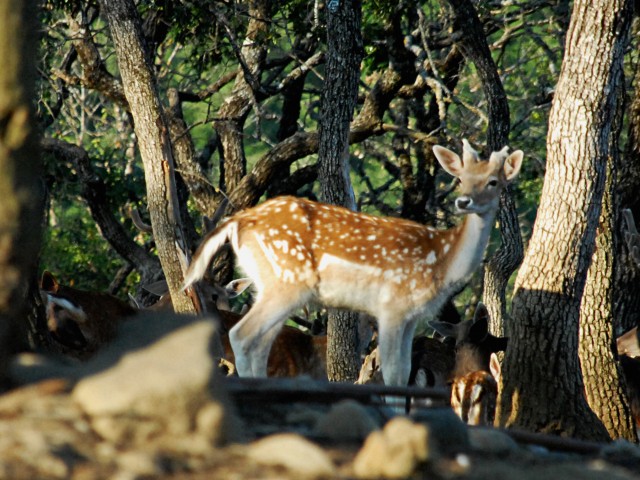 Υπάρχει ένα μέρος στη Βόρεια Ελλάδα όπου μπορείς να χαϊδέψεις ελάφια