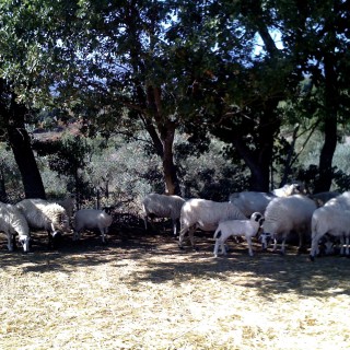 Η φάρμα που προμηθεύει με κρέας και αβγά τα καλύτερα εστιατόρια