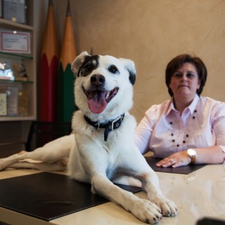 Rex, το σκυλί της διαφήμισης