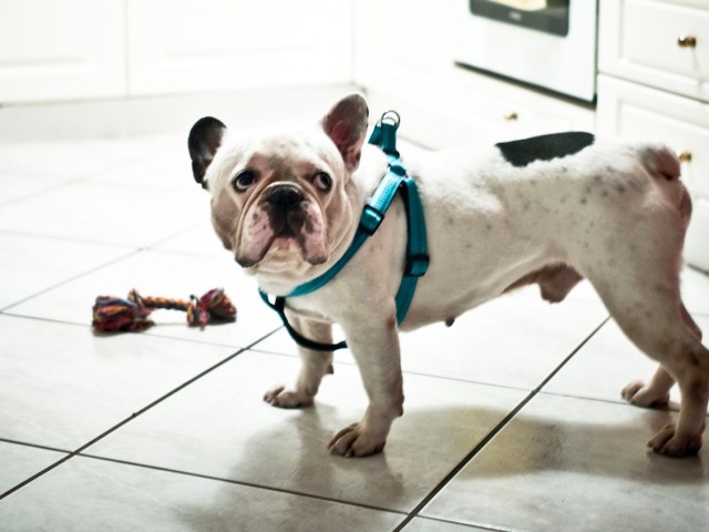 H Νίκη και ο Bonno