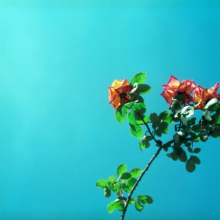 «Οι Σφήκες», ένα διήγημα του Βαγγέλη Χατζηγιαννίδη από τη συλλογή «Φυσικές Ιστορίες»