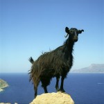 ΣΟΚ! Οι κατσίκες μπορεί να μας καταλαβαίνουν καλύτερα από τους σκύλους