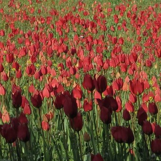 οι τουλίπες στη χίο λέγονται λαλάδες