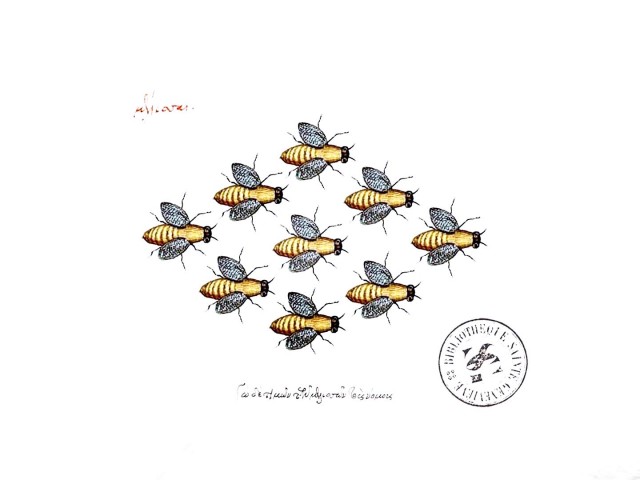 Ο αργός θάνατος των μελισσών