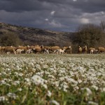 Ένας άνδρας έχασε τη ζωή του στον Μυλοπόταμο για μερικά βοσκοτόπια