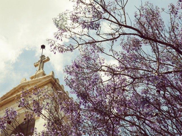 Τζακαράντες στην πλατεία Αγίας Ειρήνης