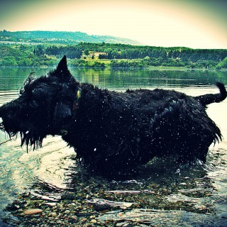Εγώ, ο Emo, σκύλος από τη Θεσσαλονίκη  (selfie δεν μπορώ να κάνω-ακόμα)
