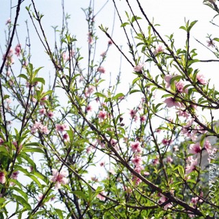 Η ιστορία της πηγής με τα ροδακινάνθια